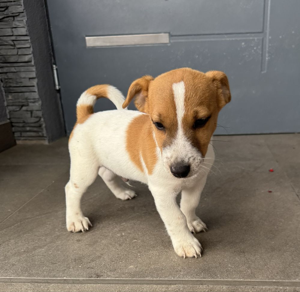 Jack russell terrier piesek