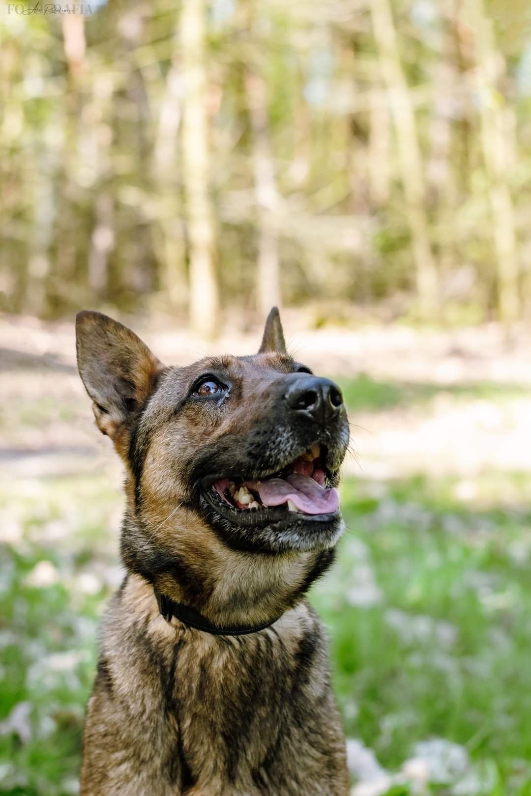 Cudowna sunia w typie owczarka belgijskiego szuka domu!