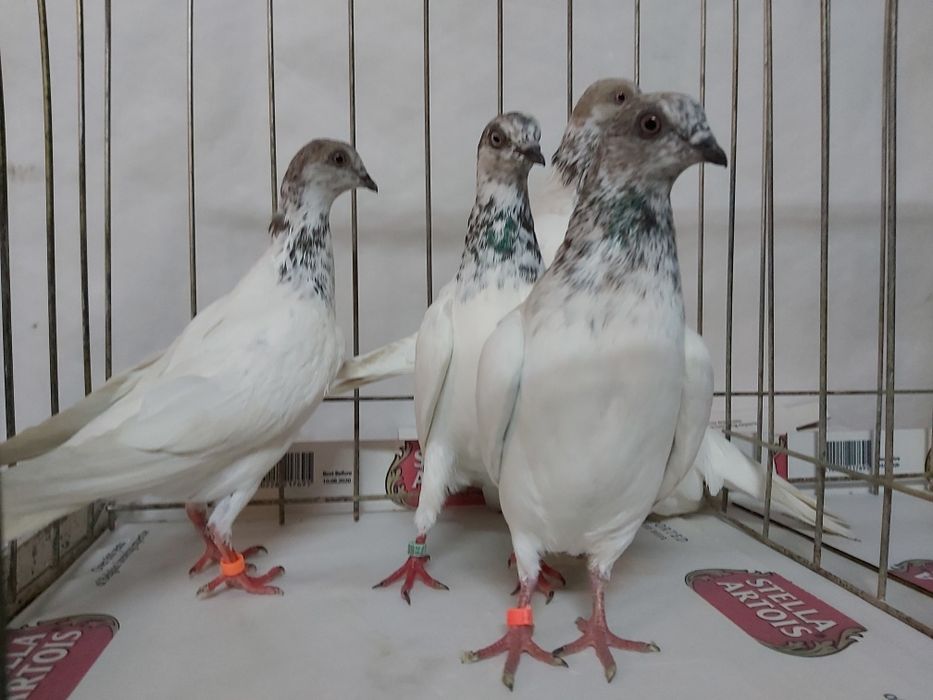 Gołębie Budapeszty Miedziane