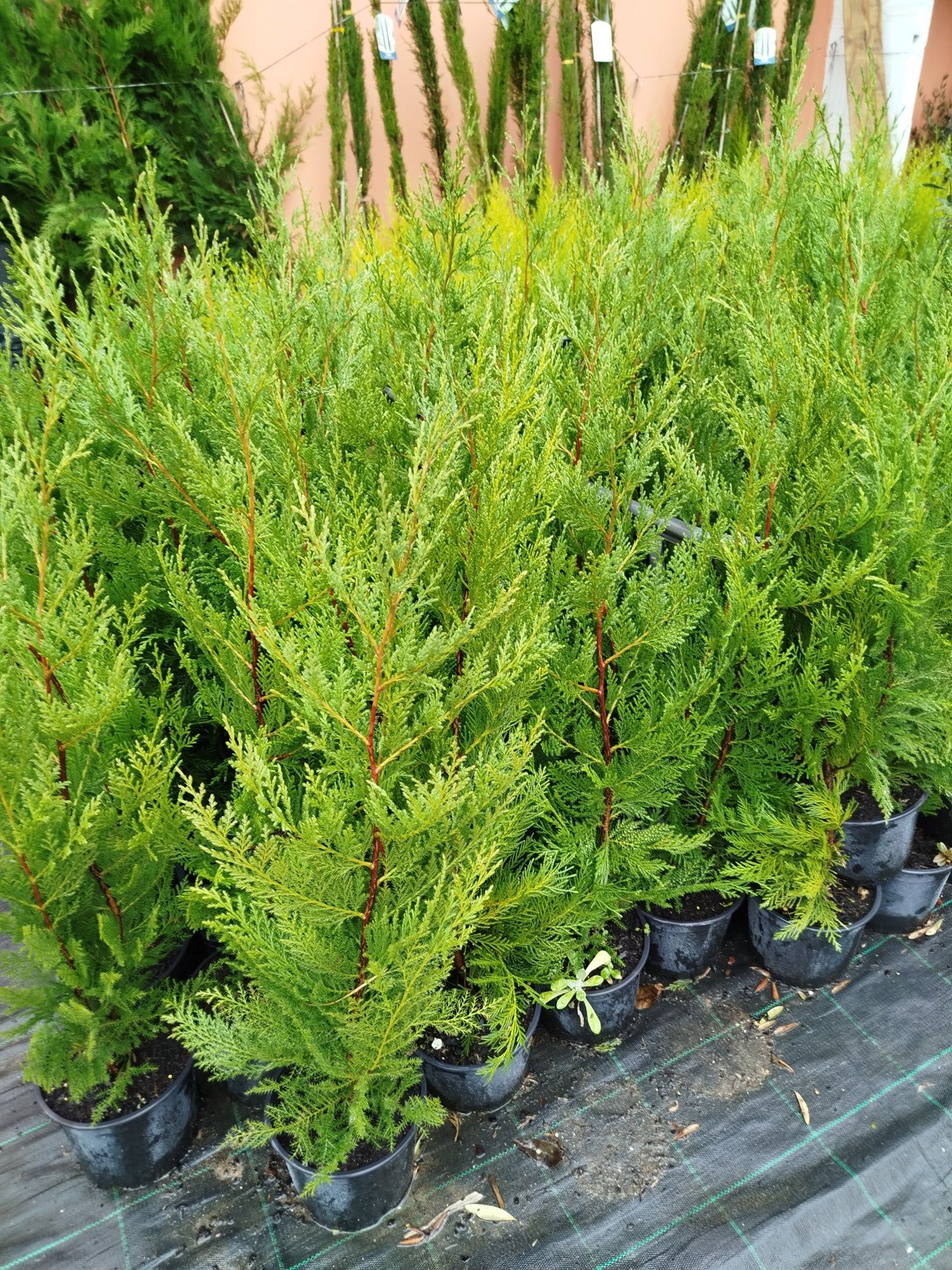 Cupressus leylandes