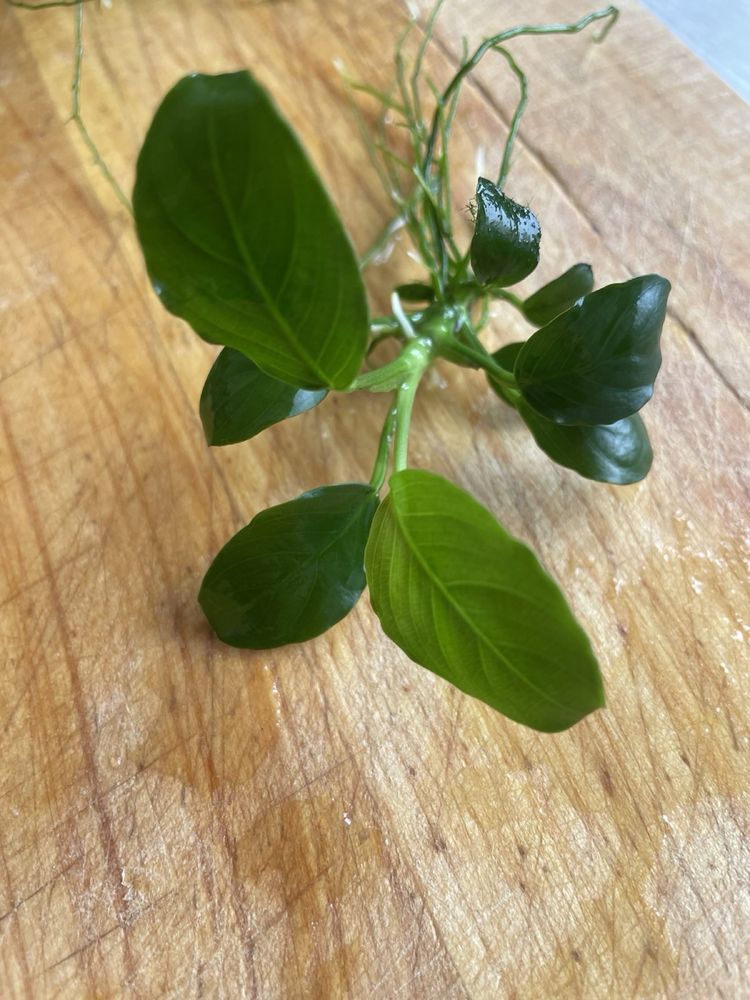 Anubias nana mini 4szt  super do malego akwarium