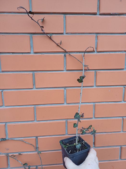 Обмін плющ вічнозелений