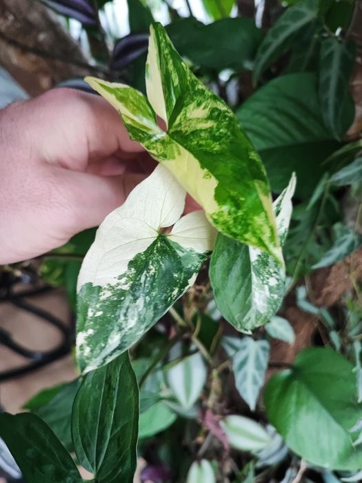 Syngonium Emerald Gem piękny szczyt
