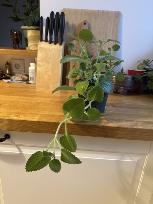 Mięta brazylijska/ oregano kubańskie