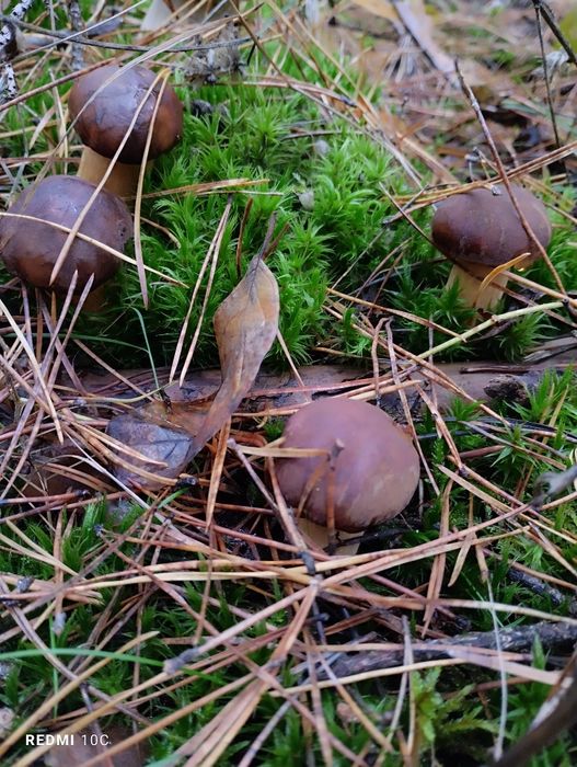 Гриби польські , глива