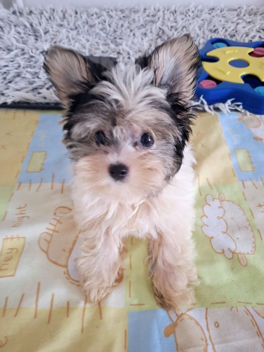 Mini york biewer Alinka- mama waga 2.40kg , tata 1.90kg