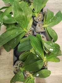 Орхідея доросла мікс азіатських сортів, без квітів