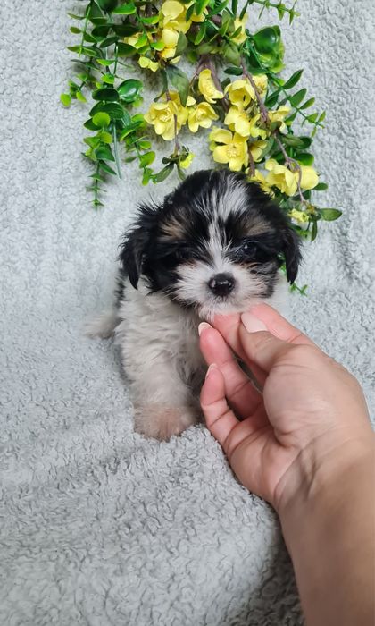 Yorkshire Beiwer mini de qualidade