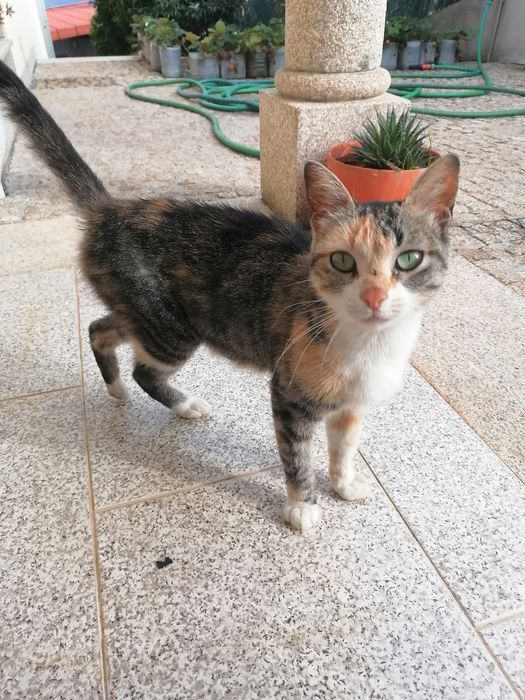 Gatinha adulta meiguinha para doar