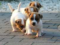 Jack Russell Terrier z hodowli"BREFIO"/badania genet./wkrótce