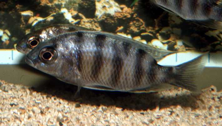 GB MALAWI Pyszczak Protomelas Taiwan Reef - dowóz ryb!