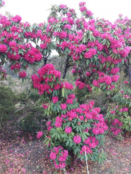 Rhododendron cor rosa