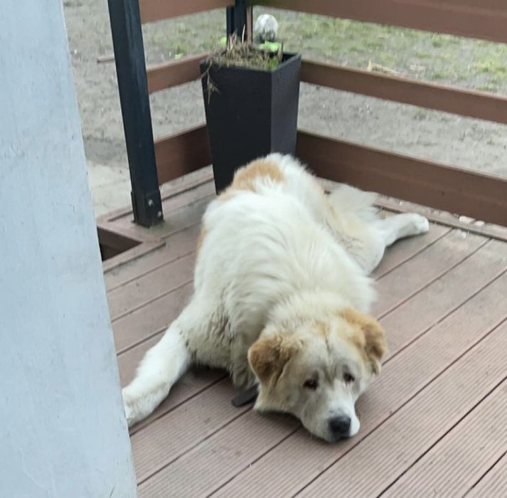 Najukochańszy leniuszek do adopcji – poznaj Rokiego