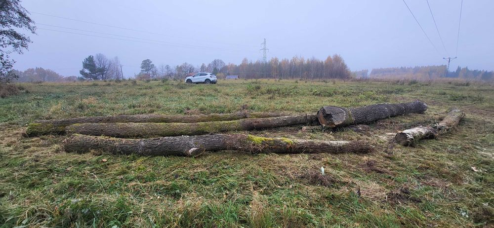 Sprzedam drzewo dębowe, dąb kłoda