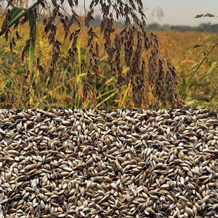 Насіння суданки біла та чорна урожай 2025 року