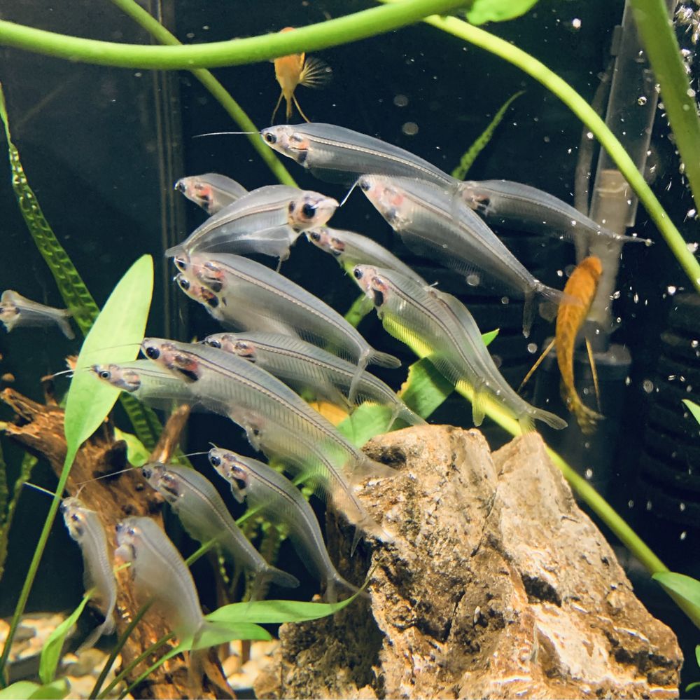 Sum  Szklisty -Kryptopterus Minor