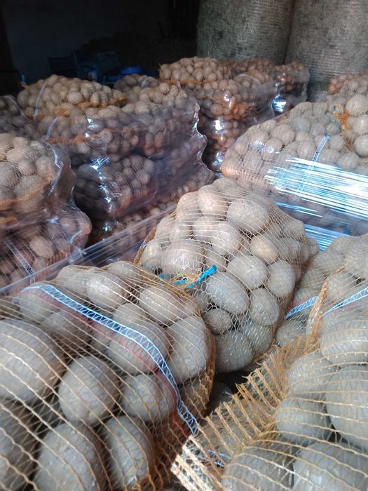 Ziemniaki jadalne vega