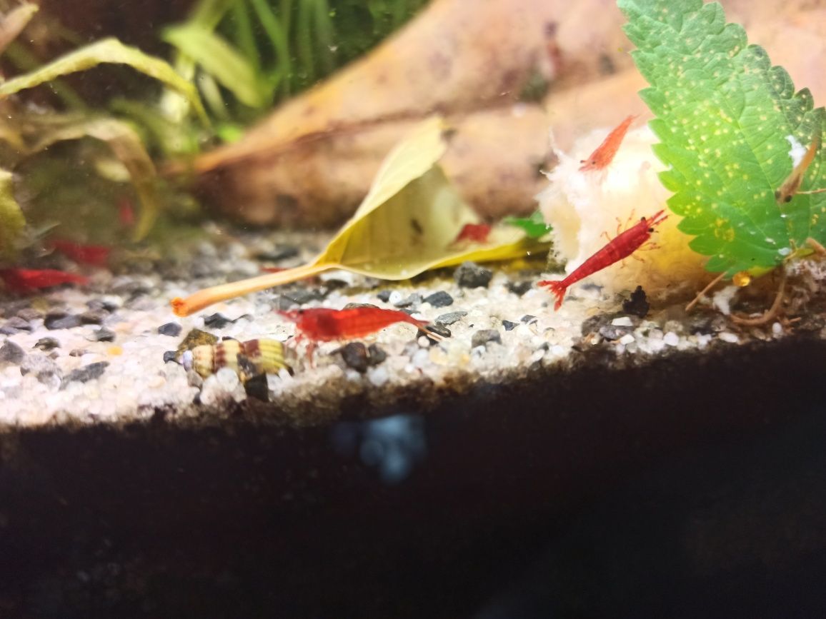 Krewetki Red Cherry