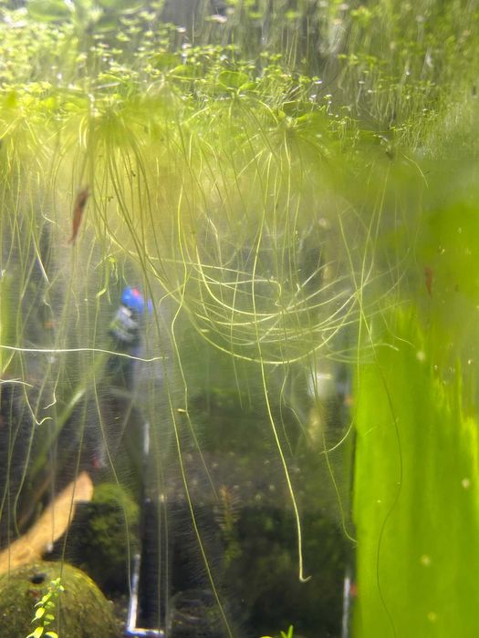Planta Flutuante Aquática - Limnobium Laevigatum