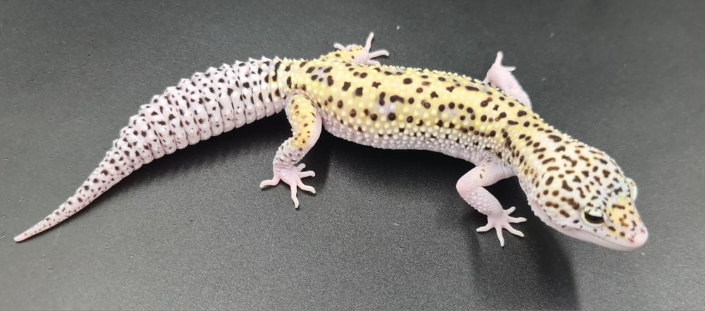 Gekon lamparci Mack Snow Eclipse poss het Tremper