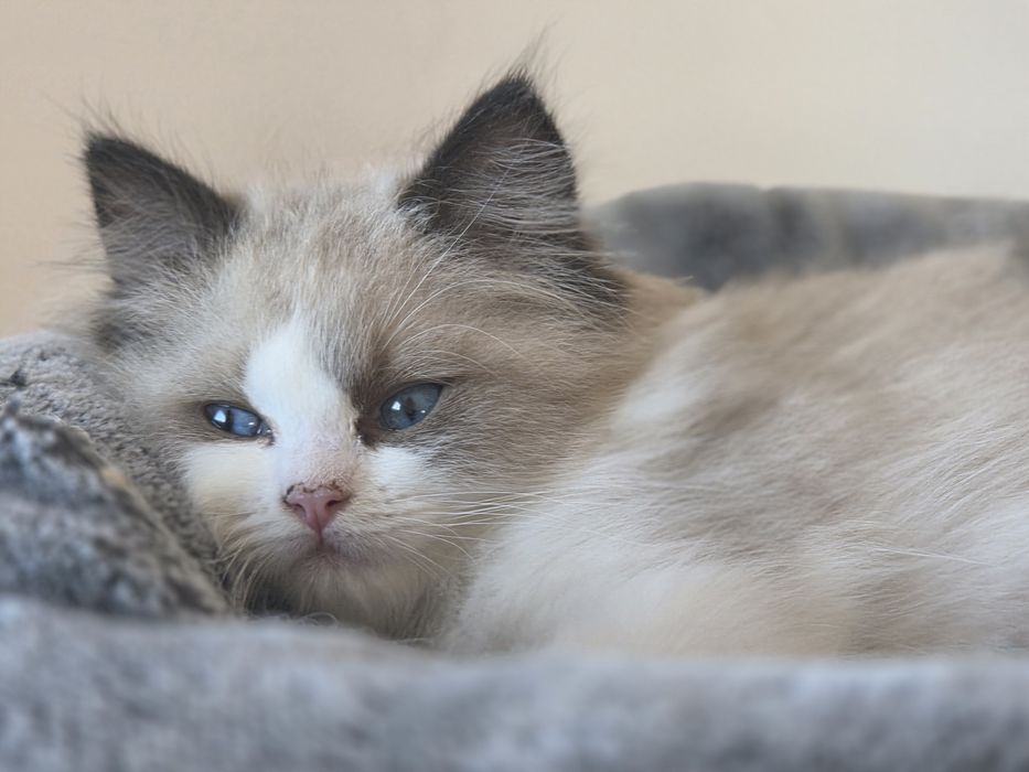 Kot RAGDOLL po przepięknych rodzicach!!