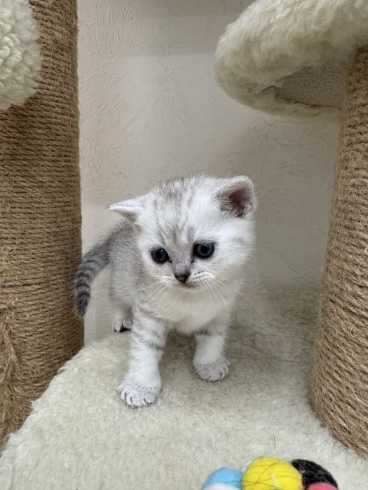 Шотландська дівченка кошеня