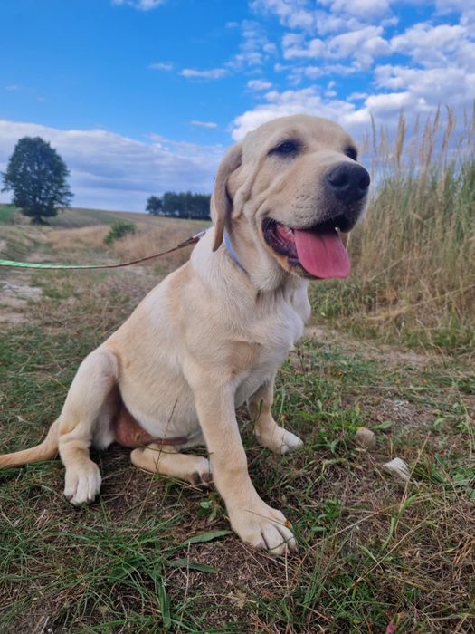 Pies szczeniak  labrador biszkoptowy