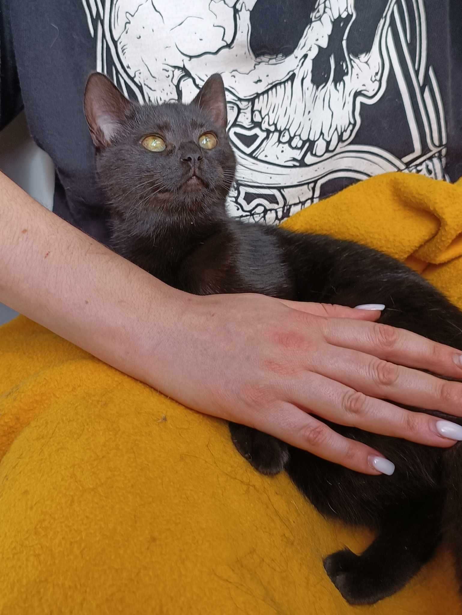 Derry czarna młodziutka kotka, porzucona na granicy czeka na dom