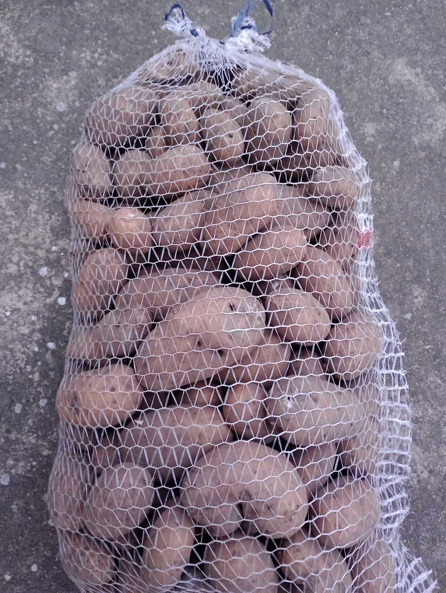 Ziemniaki paszowe, duże