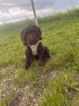 Cockapoo czekoladowe ostatni