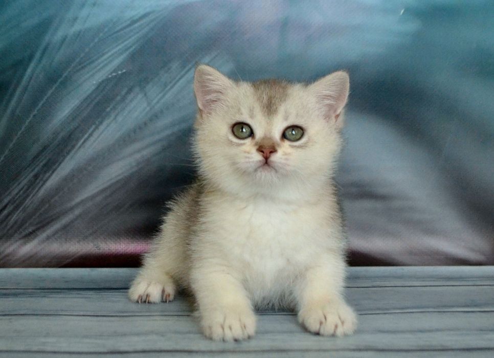 Розкiшни породисти шиншили