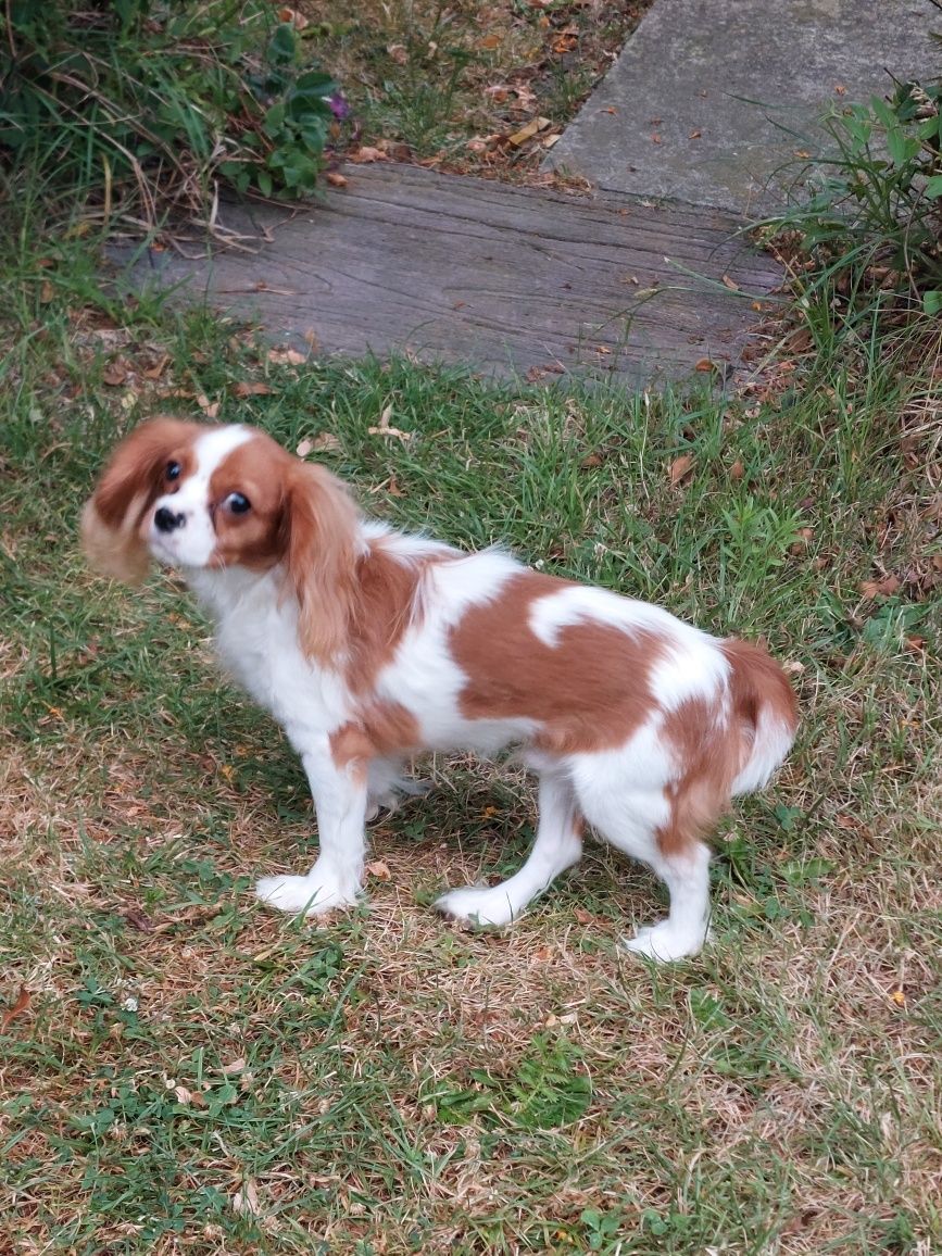 Cavalier King Charles spaniel piesek z rodowodem SWKIPR