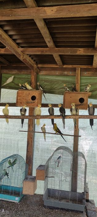 Młode papugi kolorowe