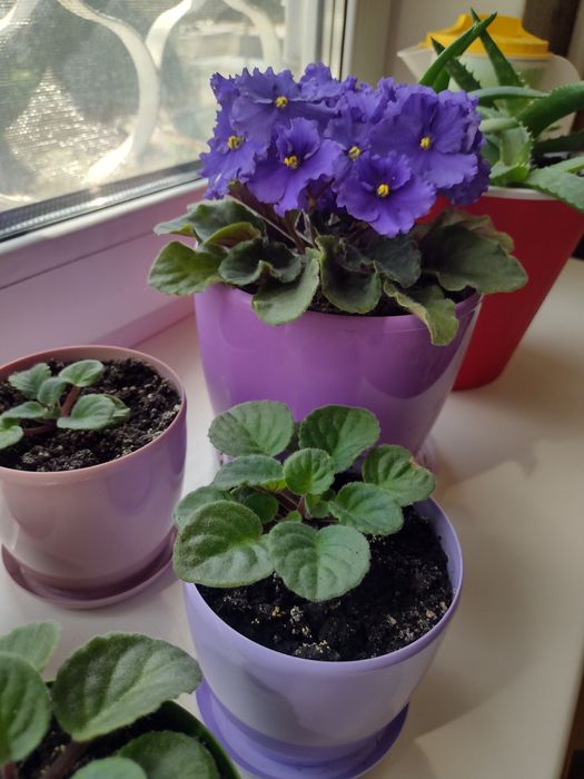 Пагони кімнатної  фіалки у горшечках