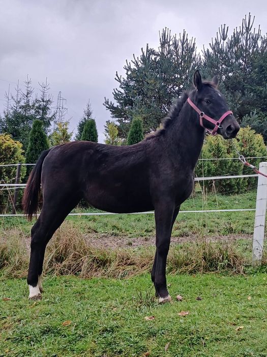 Klacz śląska źrebak