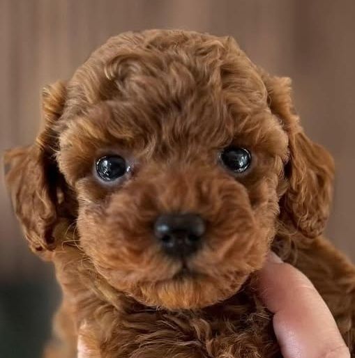 Той пудель Ред браун. хлопчик