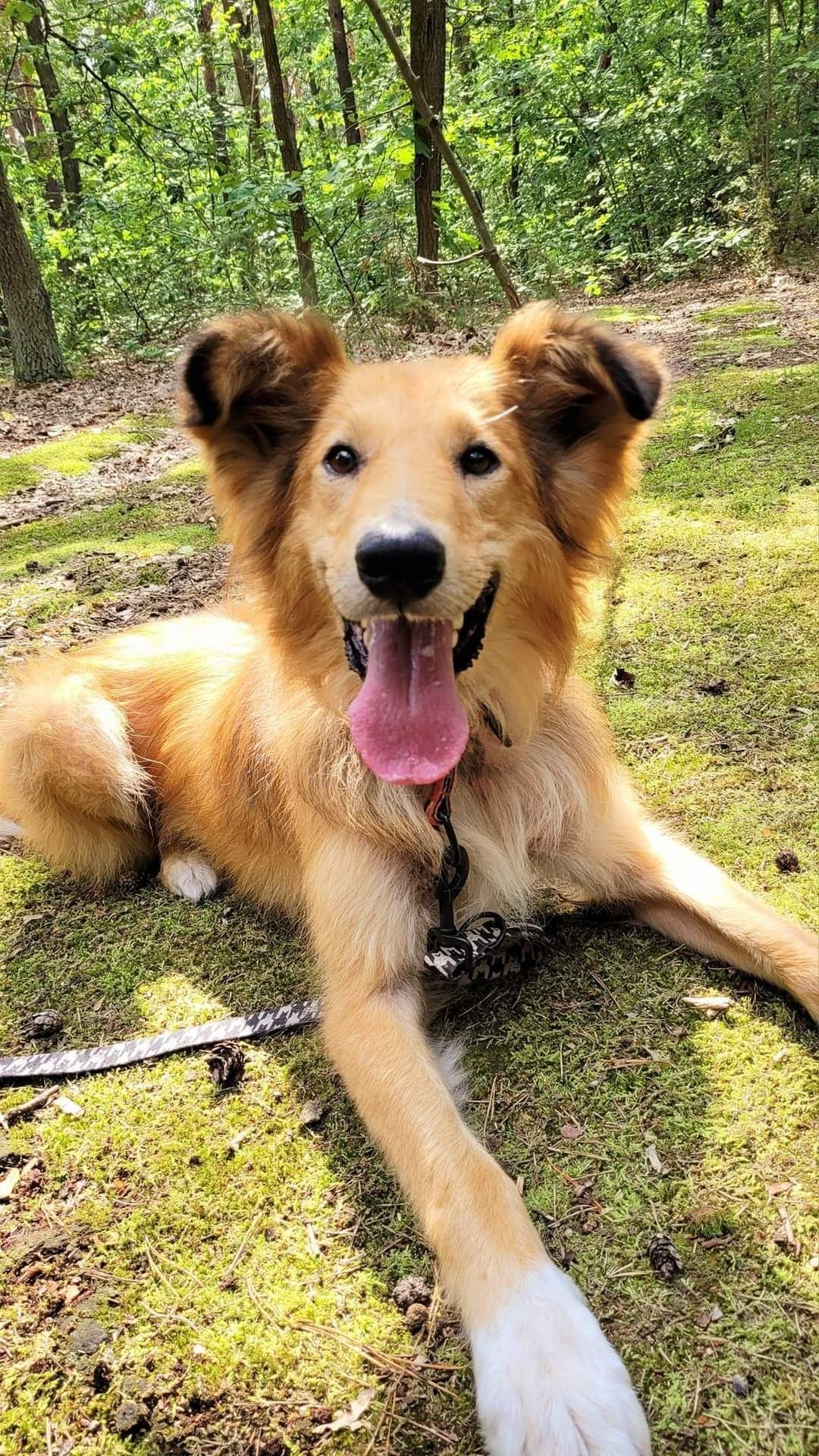 Kastler w typie collie szuka doświadczonego opiekuna.