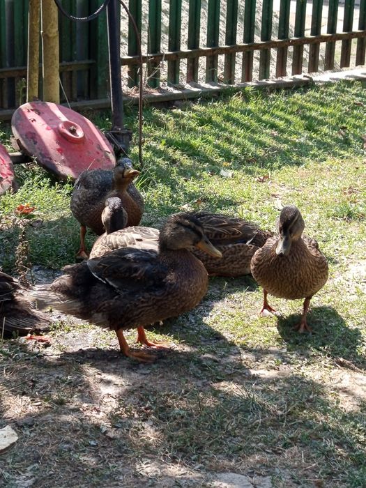 Продаю качки за 350 грн