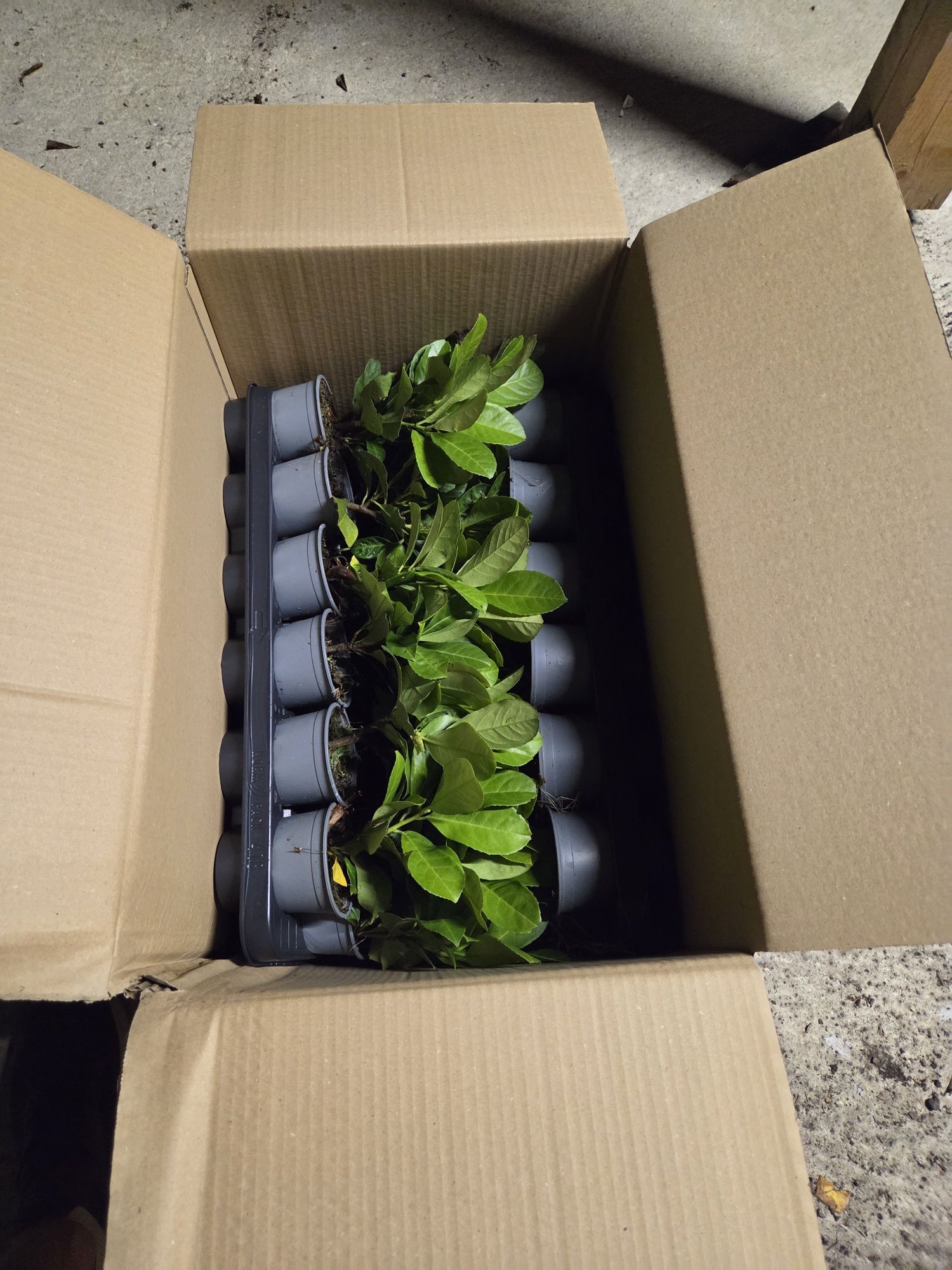 Piękna Laurowiśnia Wysyłka ,Etna,Novita producent