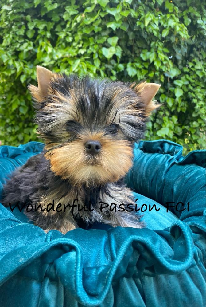 York Yorkshire terrier FCI ZKwP