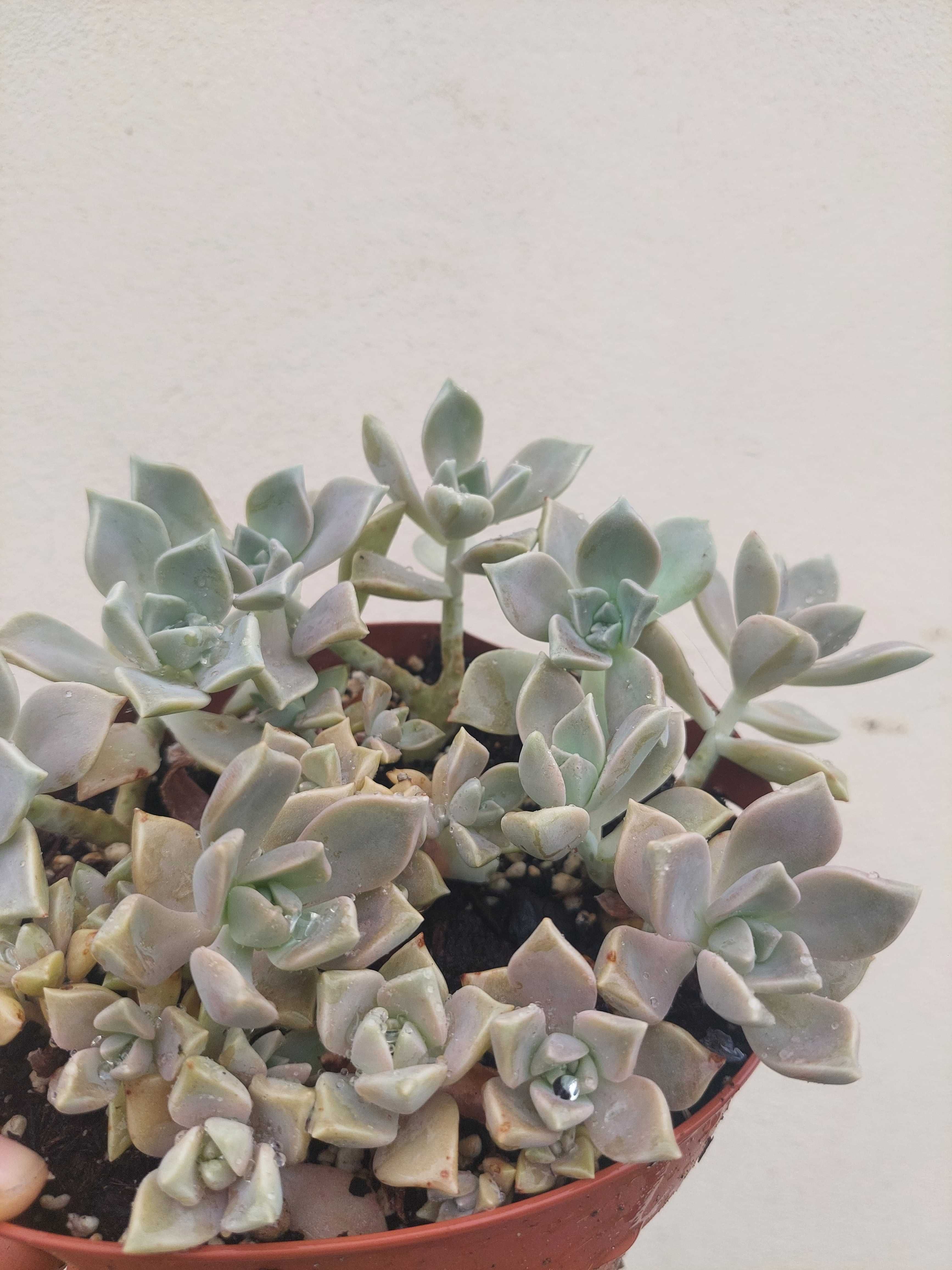 Suculenta Graptopetalum Paraguayense
