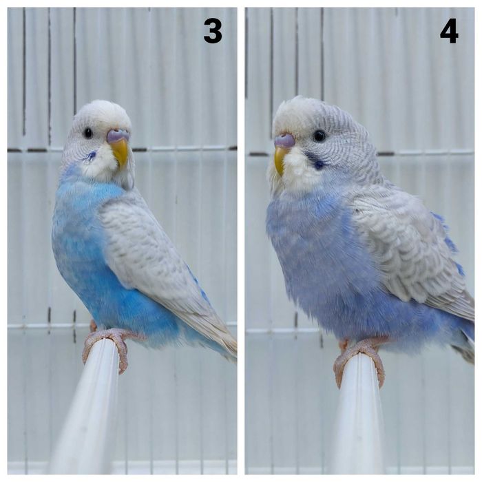 11 Periquitos australianos