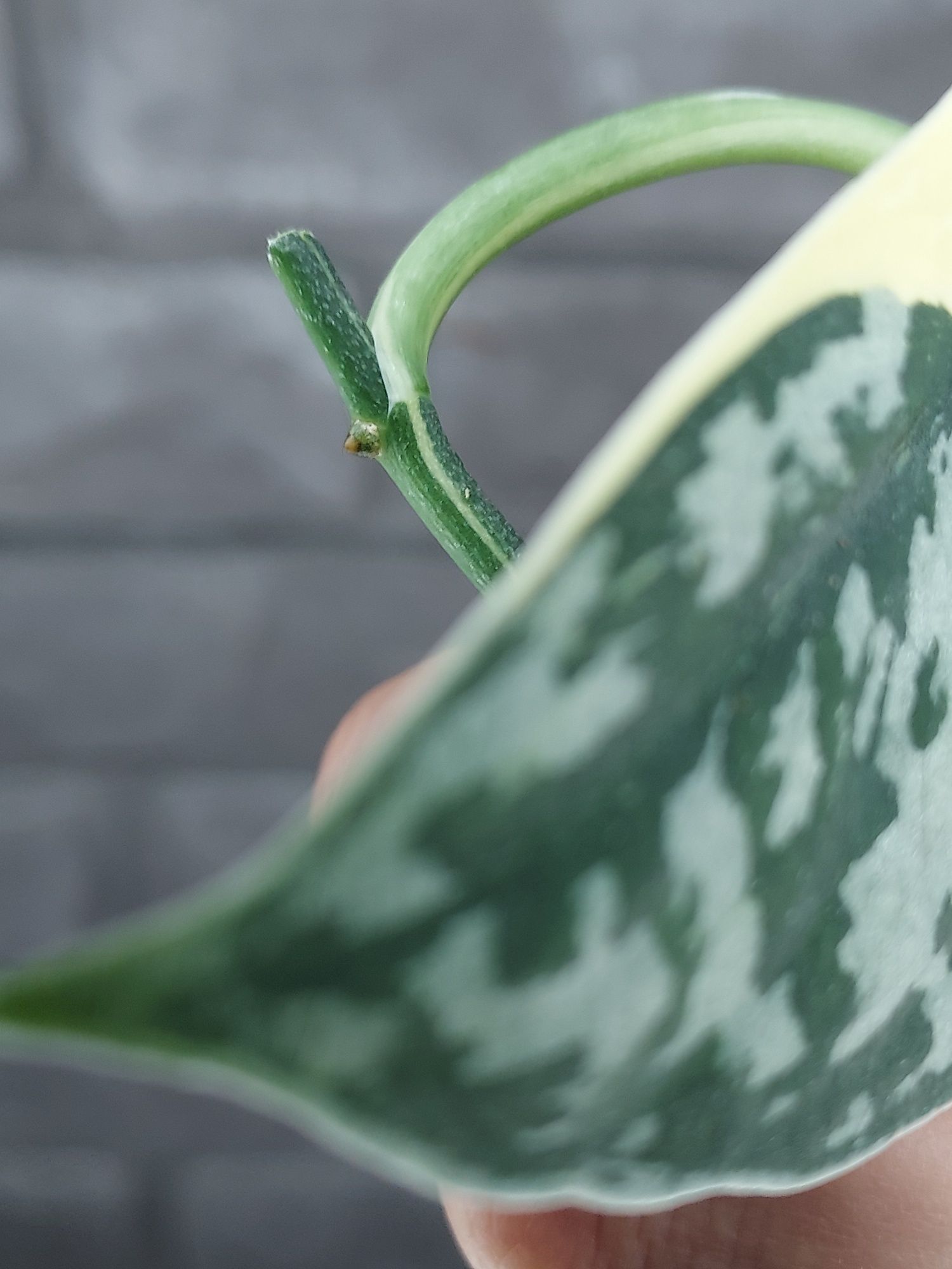 Scindapsus Mayari #1