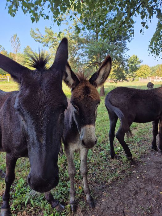 Sprzedam osiołka, młode z mamą