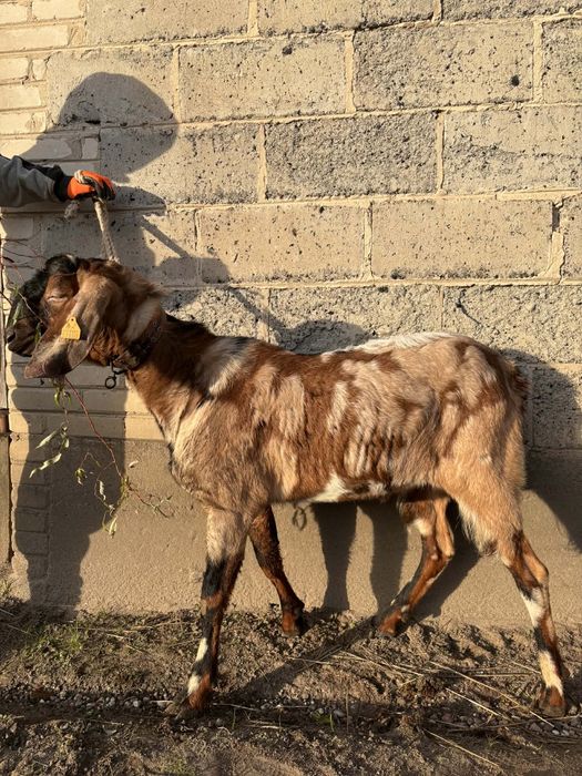 Sprzedam kozła anglonubijskiego z rodowodem