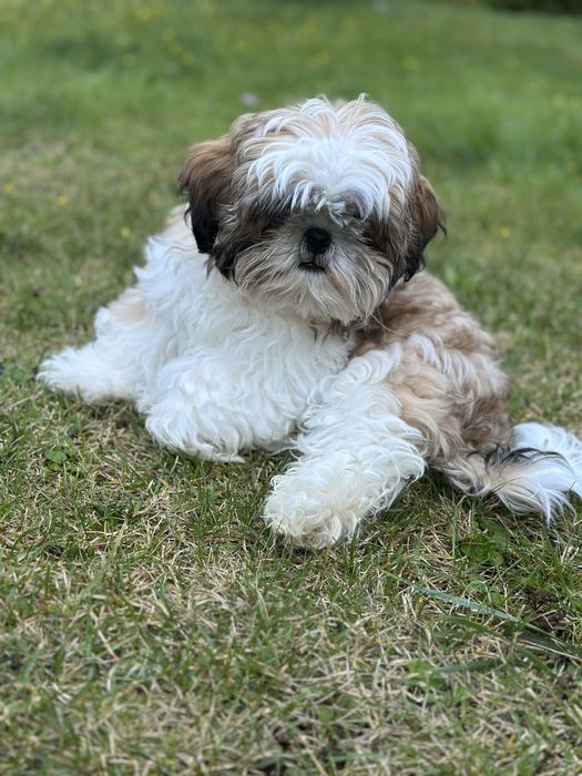 Szczeniak Shih tzu z rodowodem -ZAREZERWOWANY