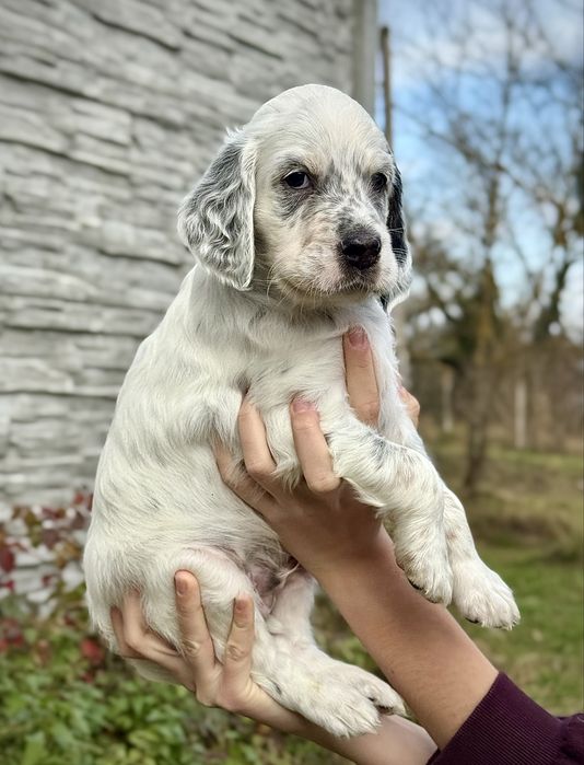 Seter angielski. Szczeniak