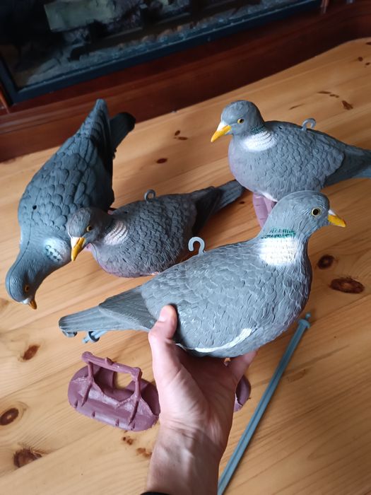 Оригінальні профіля голуба вяхірь,чучело голуба вяхирь.