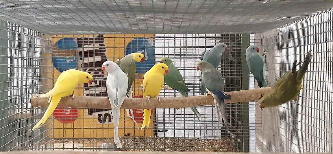Ring Necks de 2024 e 2025