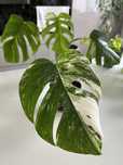 Monstera variegata
